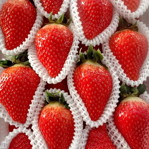 생생농장 킹스베리 딸기 특1.2kg 이상(600g 이상 2박스)