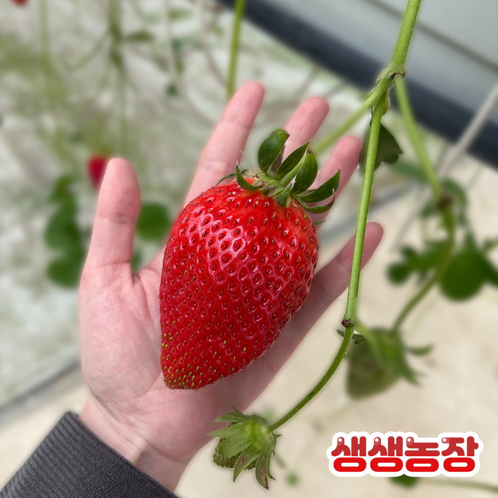 생생농장 킹스베리 딸기 특1.2kg 이상(600g 이상 2박스)