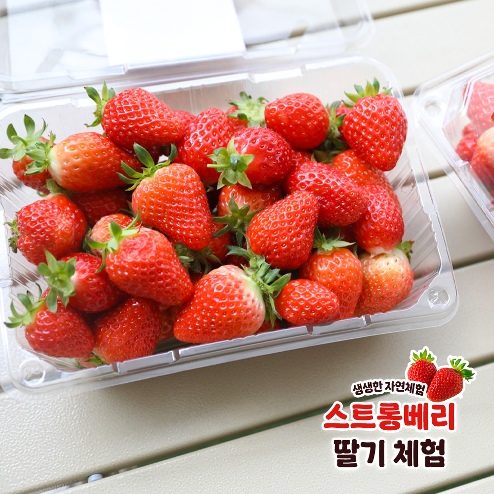 스트롱베리 딸기 체험