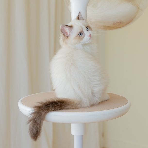 가또페로 화이트폴 옵션 스텝 (L)