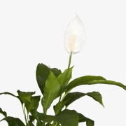 생화127