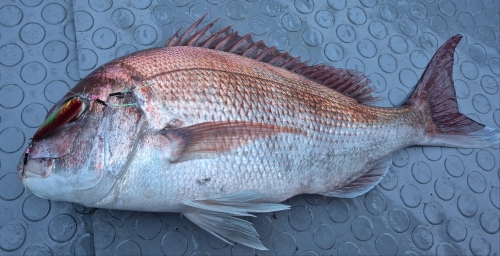 헬로우 SB 참돔 전용 메탈지그- 40,60,80g 헬로우 SB 참돔 전용 메탈지그- 40,60,80g