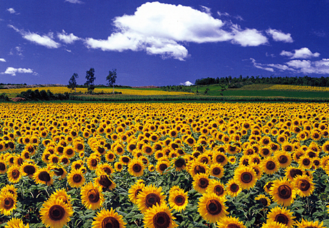 500피스 직소퍼즐 해바라기들판 IV 퍼즐라이프 PL638