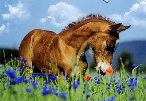 500피스 직소퍼즐 꽃밭의 웨일스 포니 슈미트 SH57359 -단종-