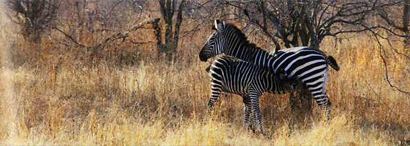 1000피스 직소퍼즐 얼룩말의 사랑 헤야 HE29469 -단종-