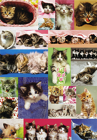 1000피스 직소퍼즐 귀여운 고양이 컬렉션 에듀카 ED14442