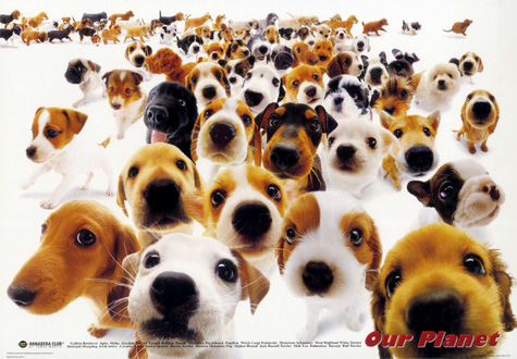 1000피스 직소퍼즐 강아지 세상 비버리 -단종-