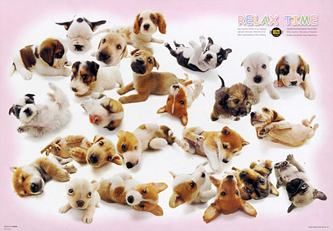 1000피스 직소퍼즐 강아지 휴식시간 비버리 -단종-