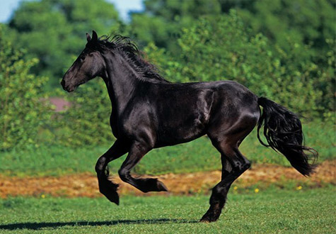 500피스 직소퍼즐 흑마의 질주 페레 -단종-