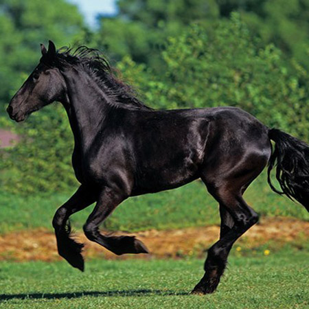 500피스 직소퍼즐 흑마의 질주 페레 -단종-