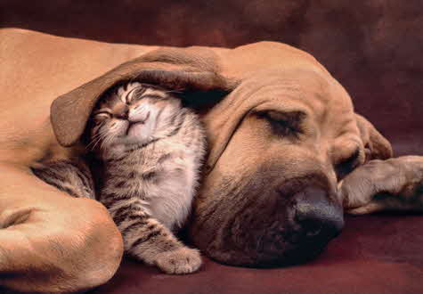 500피스 직소퍼즐 개와 고양이의 우정 클레멘토니 CL35020