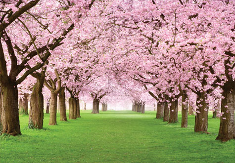 2000피스 직소퍼즐 만개한 벚꽃나무 정원 미니조각 퍼즐코리아