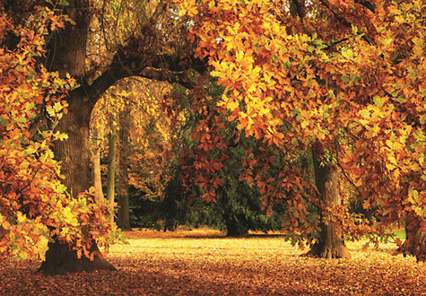 1000피스 직소퍼즐 오크나무의 화려한 가을 단풍 퍼즐코리아 PK1000-3107