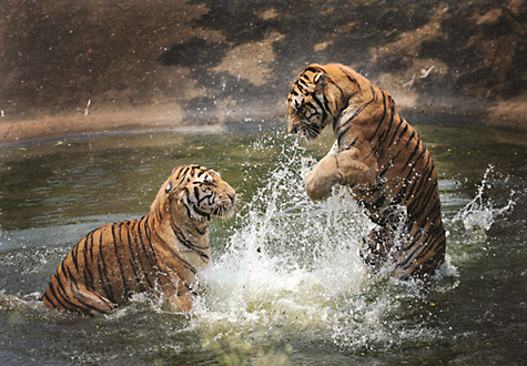 1000피스 직소퍼즐 맹호들의 물놀이 퍼즐코리아 PK1000-3115