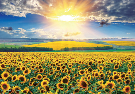 1000피스 직소퍼즐 해바라기들판5 퍼즐라이프 PL1378