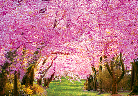 1000피스 직소퍼즐 봄의 벚꽃길 퍼즐라이프 PL1387