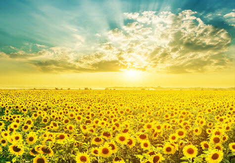 500피스 직소퍼즐 해바라기 들판의 일출 썬앤트리 HP514