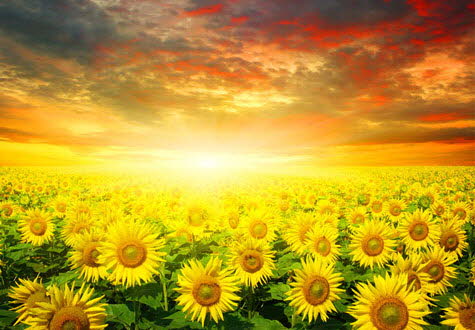 1000피스 직소퍼즐 해바라기 들판의 일몰 HP1015