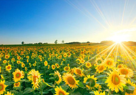 1000피스 직소퍼즐 북해도 해바라기 챔버아트 CA1149