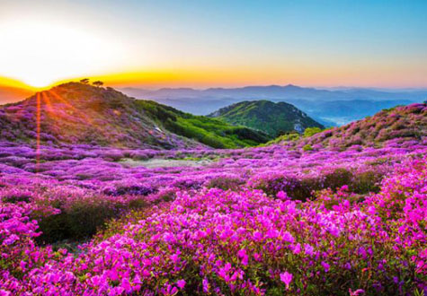 500피스 직소퍼즐 황매산 철죽 챔버아트 CA5142