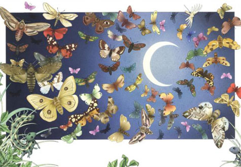 500피스 직소퍼즐 초원의 나비 챔버아트 CA5149