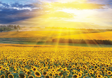 500피스 직소퍼즐 해바라기 들판의 일몰 비엔 BN805-44