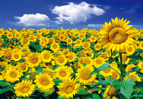 500피스 직소퍼즐 해바라기들판3 퍼즐라이프 PL868