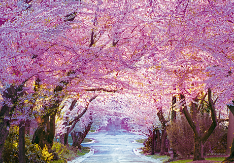 500피스 직소퍼즐 벚꽃길 퍼즐라이프 PL869