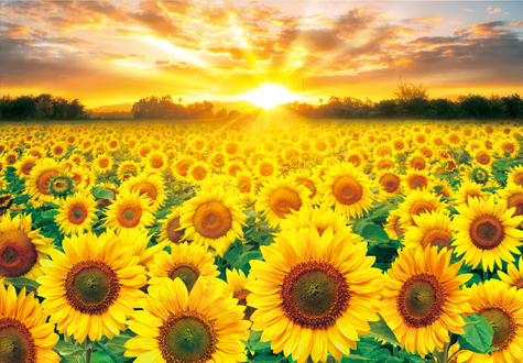 1000피스 직소퍼즐 노을 빛 해바라기 토이앤퍼즐 TPD10-1015t