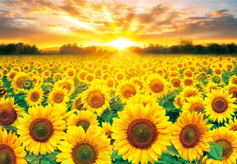 500피스 직소퍼즐 노을진 해바라기 토이앤퍼즐 TPD05-1012