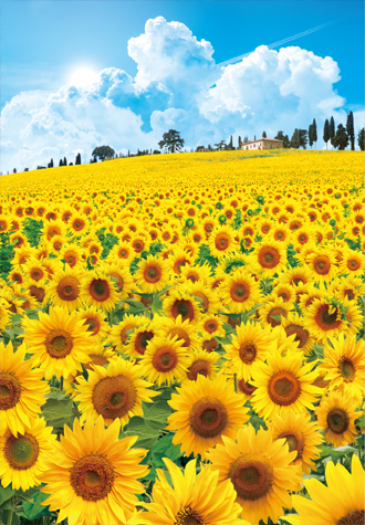 500피스 직소퍼즐 해바라기 언덕 토이앤퍼즐 TPD05-1018