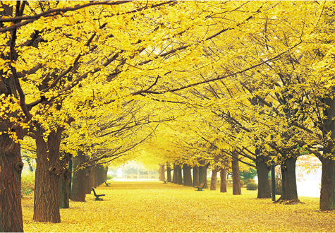 150피스 직소퍼즐 환상적인 은행나무길 퍼즐라이프 PL150-26