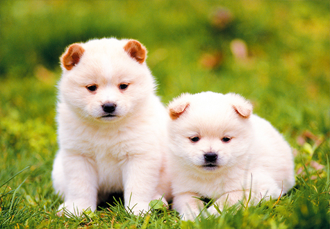 150피스 직소퍼즐 강아지 퍼즐라이프 PL150-27