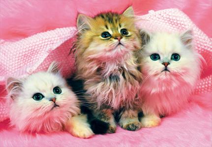 150피스 직소퍼즐 아기 고양이 퍼즐라이프 PL150-28