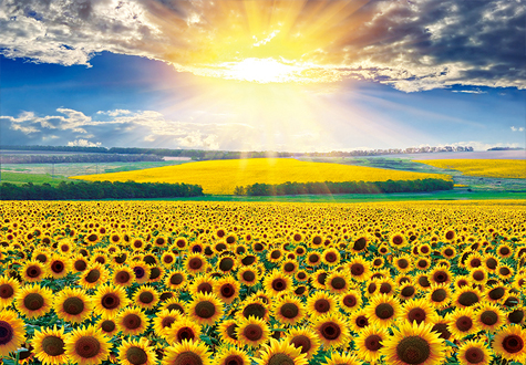 500피스 직소퍼즐 해바라기 들판 퍼즐라이프 PL874