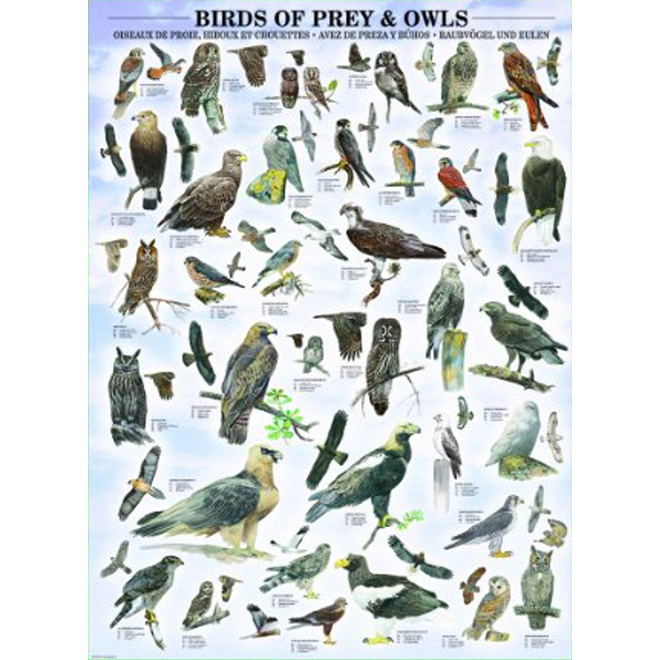 1000피스 직소퍼즐 새 컬렉션 유로그래픽스 EU6000-0316