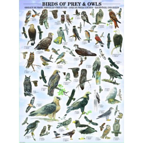 1000피스 직소퍼즐 새 컬렉션 유로그래픽스 EU6000-0316