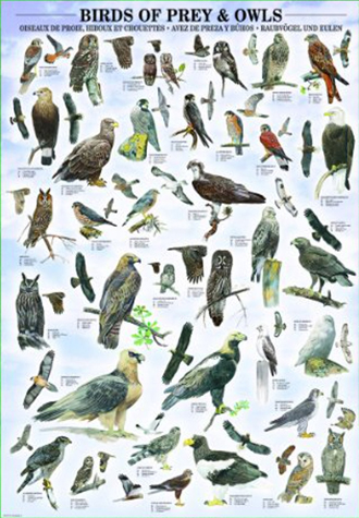 1000피스 직소퍼즐 새 컬렉션 유로그래픽스 EU6000-0316