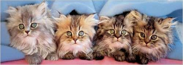 750피스 직소퍼즐 장난꾸러기 고양이들 유로그래픽스 EU6005-4678 -단종-