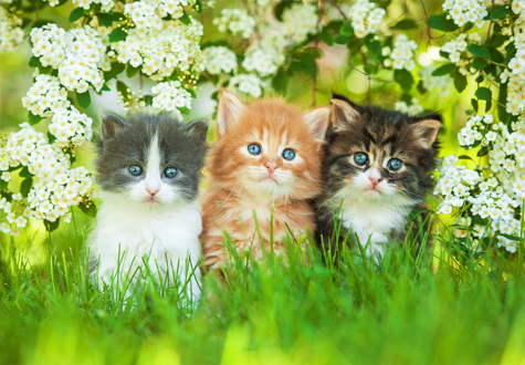 1000피스 직소퍼즐 흰 꽃밭의 아기고양이들 퍼즐갤러리 PG1008