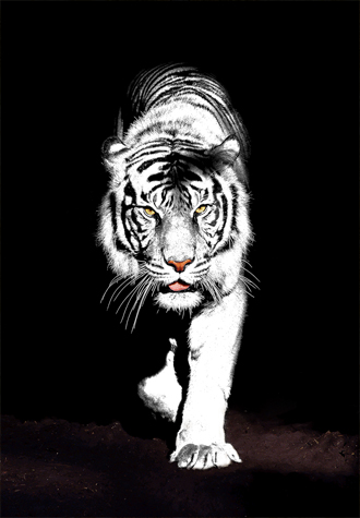 1000피스 직소퍼즐 백호 퍼즐갤러리 PG1010