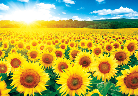 1000피스 직소퍼즐 해바라기들판 알록 AL3005