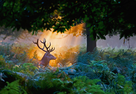 500피스 직소퍼즐 하늘의 빛 라벤스브루거 RA14719