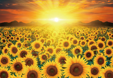 1000피스 직소퍼즐 석양과 해바라기 들판 챔버아트 CA1158