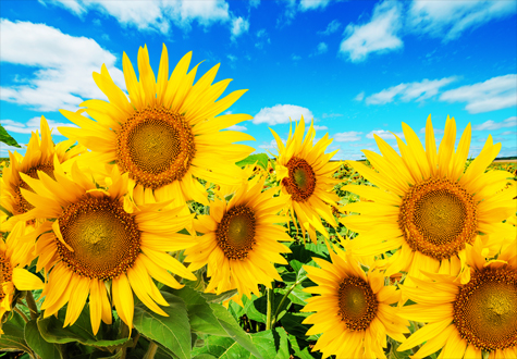 1000피스 직소퍼즐 황금빛 해바라기 들판 퍼즐갤러리 PG1021