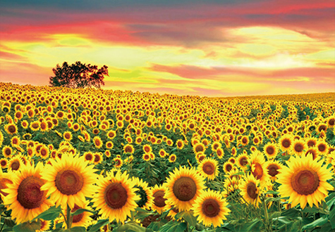 1000피스 직소퍼즐 노을진 해바라기들판 썬앤트리 HP1050