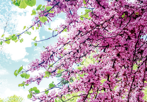 1000피스 목재 직소퍼즐 마타탄 이 봄날 꽃보다 아름다운 퍼즐갤러리 PW1016