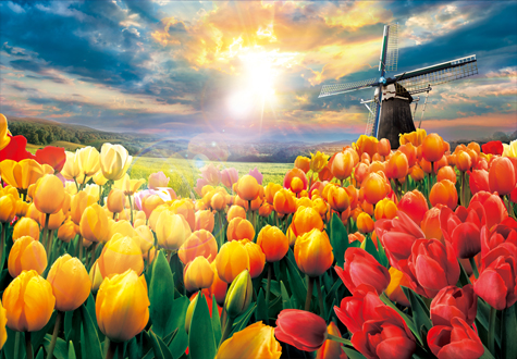 1000피스 직소퍼즐 튤립 들판의 일출 토이앤퍼즐 TPD10-1023