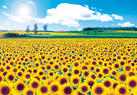 500피스 직소퍼즐 푸른 하늘과 해바라기 들판 퍼즐라이프 PL881