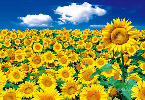 2000피스 직소퍼즐 해바라기들판 퍼즐라이프 PL2119